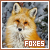 foxes